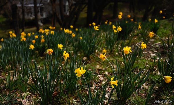 Photo news daffodil