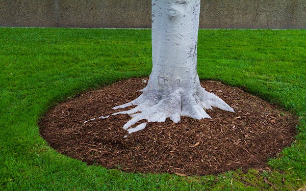 Mulch base of trees