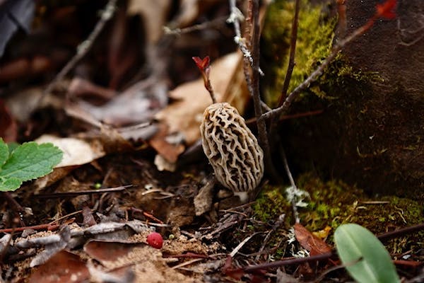 Mushroom1