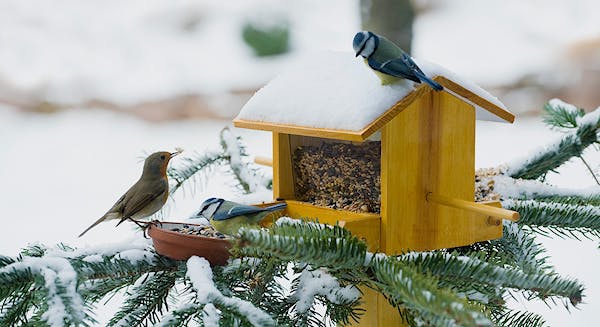 Photo Compost Jan Birds Winter 1100x600